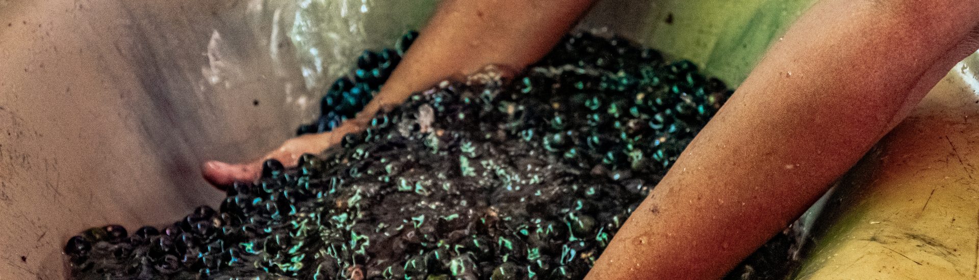 Coprocessamento do caroço de açaí na produção de cimento